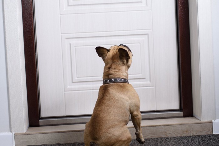ドアの前に居座る犬