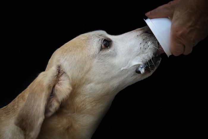ヨーグルトを食べる犬の横顔