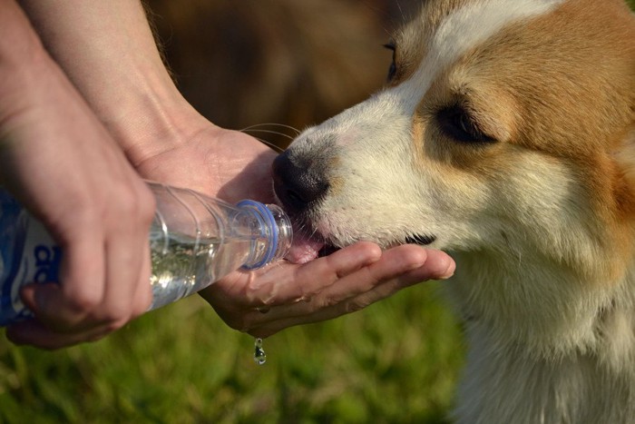人の手から水を飲んでいる犬