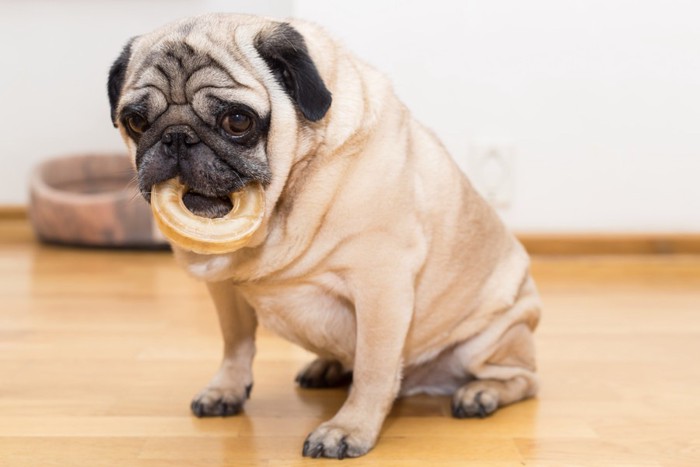 ドーナツをくわえる肥満犬