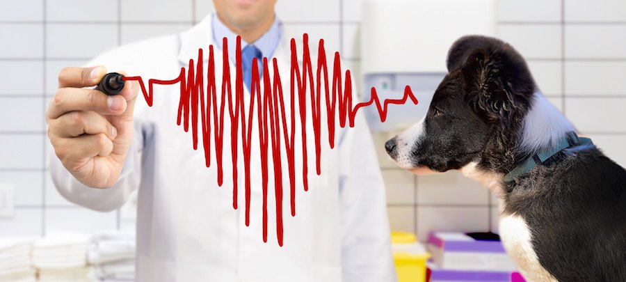 獣医師と犬と心拍のチャート