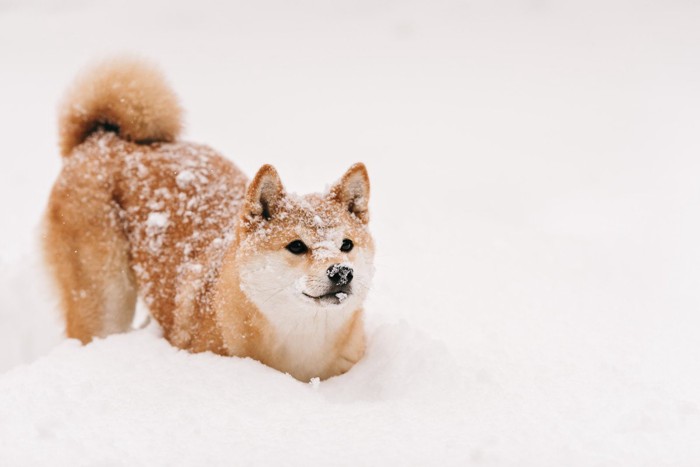 雪の中に柴犬