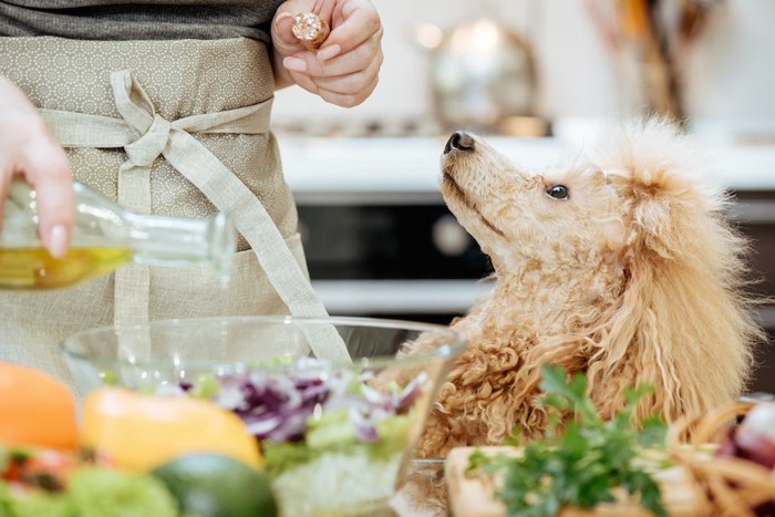 オリーブオイルを使って料理をする人と犬