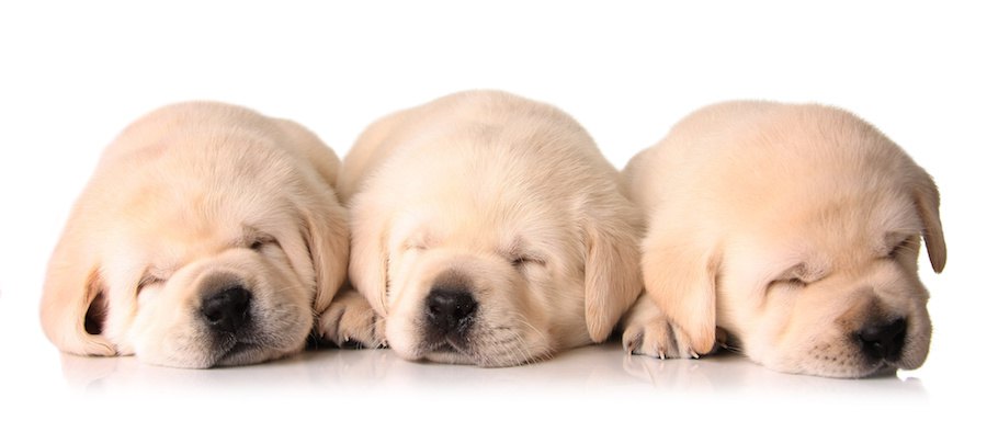 寄り添って眠る3頭の子犬