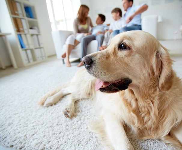 ソファーに座る家族とカーペットの上でくつろぐ犬