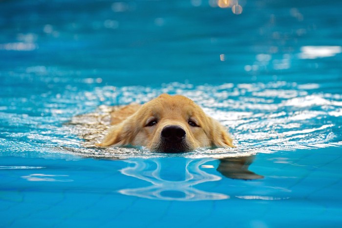 プールで泳ぐゴールデンレトリバーの子犬