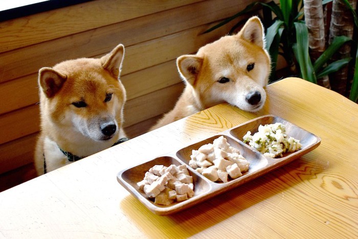 テーブルの上の食事を待つ二匹の柴犬