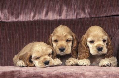 ソファーの上でくつろぐ３匹のアメリカンコッカースパニエルの幼犬