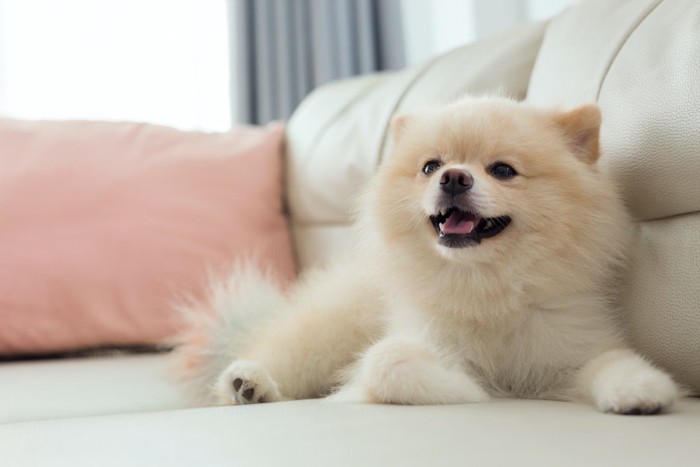 ソファーでくつろぐ笑顔の犬
