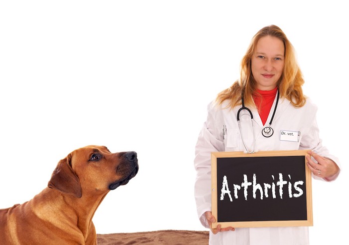 犬と関節炎と書いた黒板を持つ獣医師