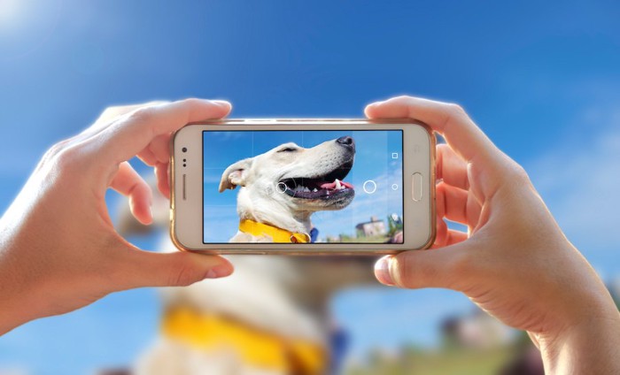 携帯で愛犬の写真を撮る人