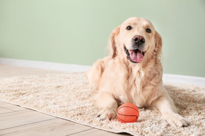 ボールを持つ笑顔の犬