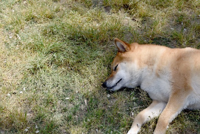芝生に寝転ぶ柴犬
