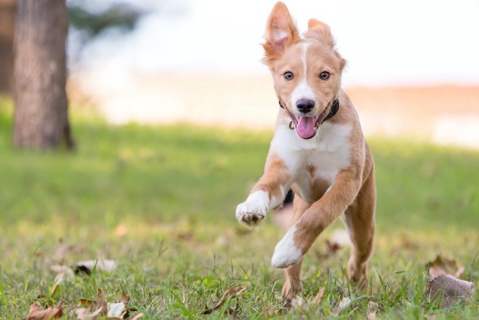 笑顔で芝生を走る犬