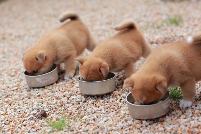 餌を食べる三匹の子犬