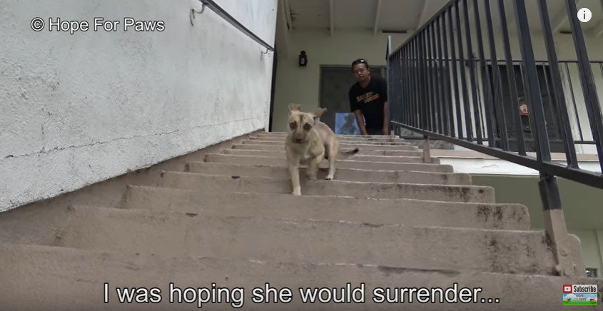 階段を下りる犬