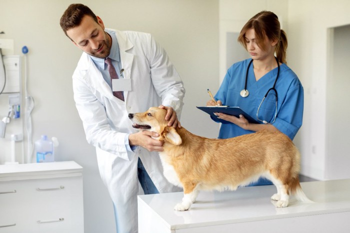 犬を診察する獣医師