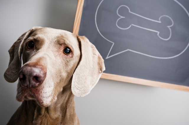 骨のイラストが描かれている黒板と悲しい表情をしている犬