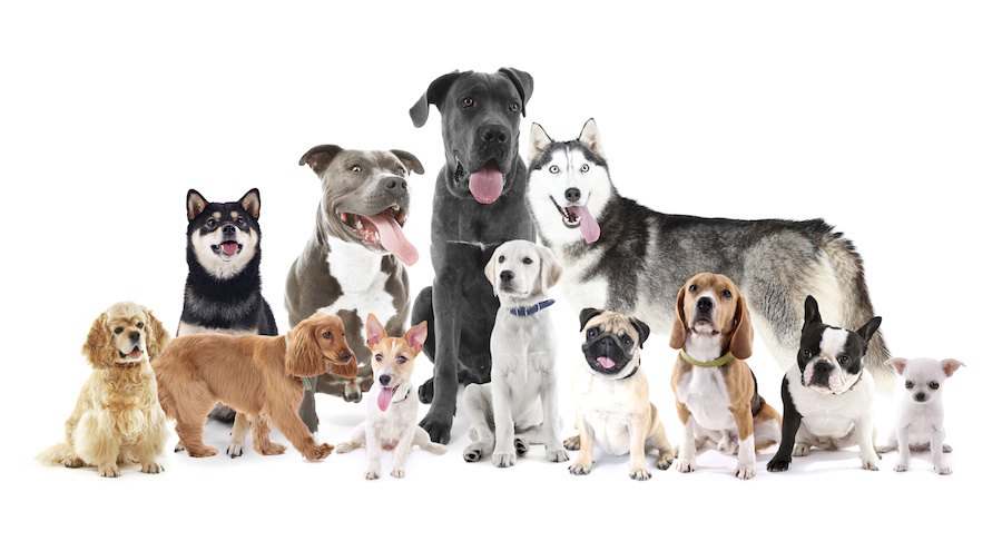 様々な大きさの犬種のグループ