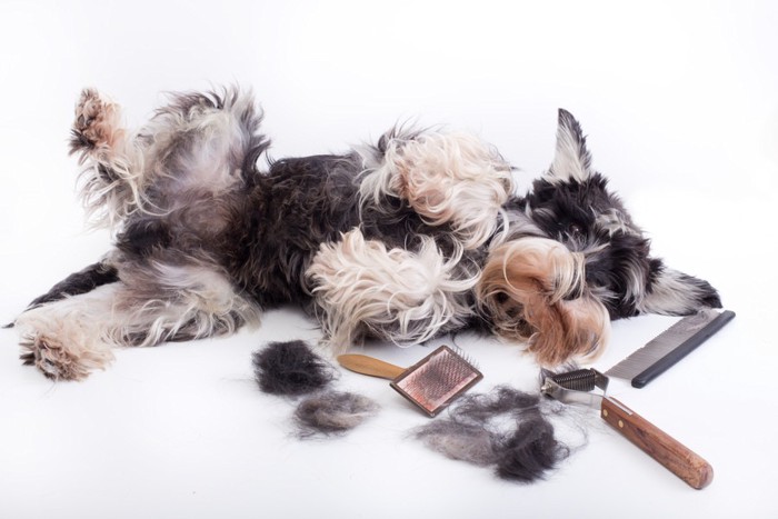 犬と被毛のケア用品