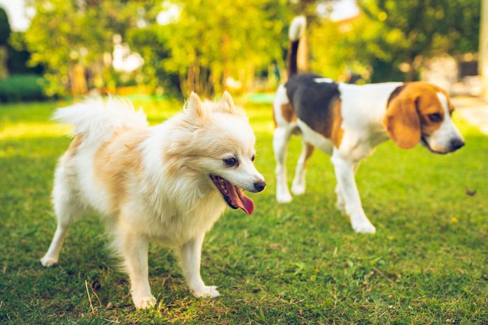 芝生を並んで歩くポメラニアンとビーグル犬
