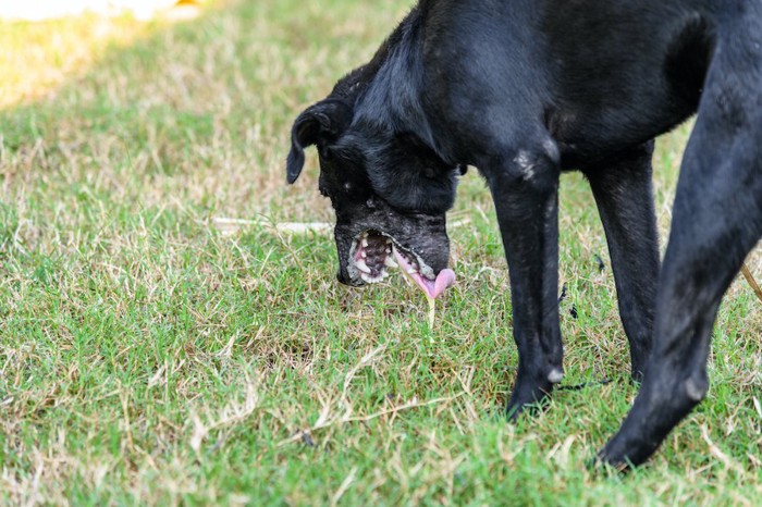 芝生の上に嘔吐する黒い犬