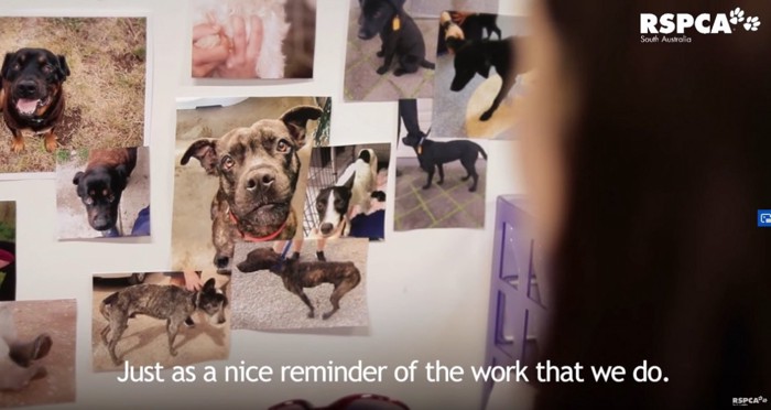 壁に貼った犬の写真