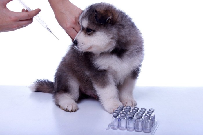 子犬のワクチン接種