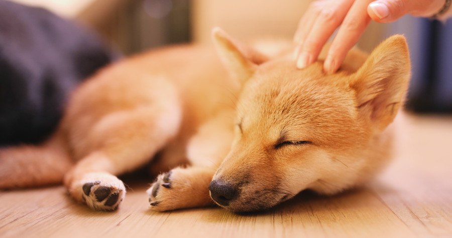 頭を撫でられながら眠る犬