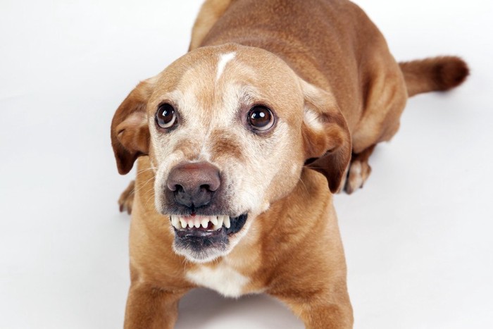 歯を剥きだしている犬