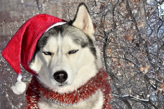 サンタの格好をさせられて不満そうに目を細める犬
