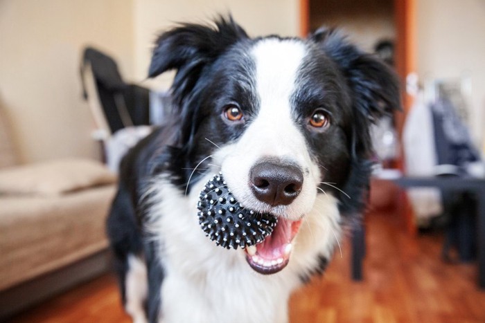 黒いボールを咥える犬