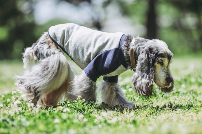芝生の上を歩く老犬