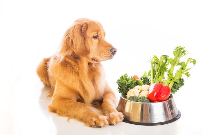 器に入った様々な野菜と隣に座る犬