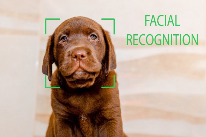 ラブラドールの子犬と顔認識のイメージ