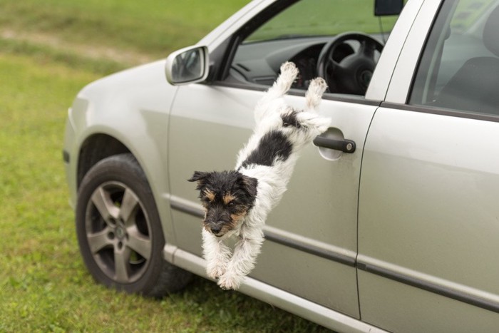 車から飛び降りる犬