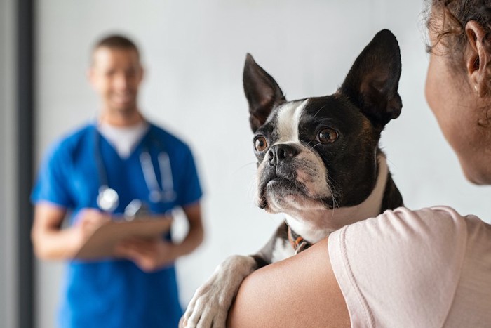 病院で飼い主に抱かれる犬と遠くで見守る獣医師