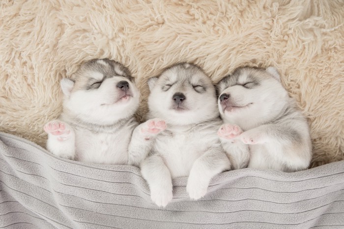 同じ姿勢で眠っている三匹のハスキーの子犬