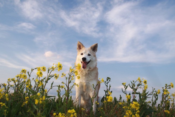 菜の花と笑顔の犬