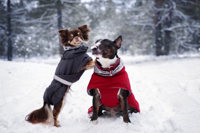 雪の上にいる小型犬2頭