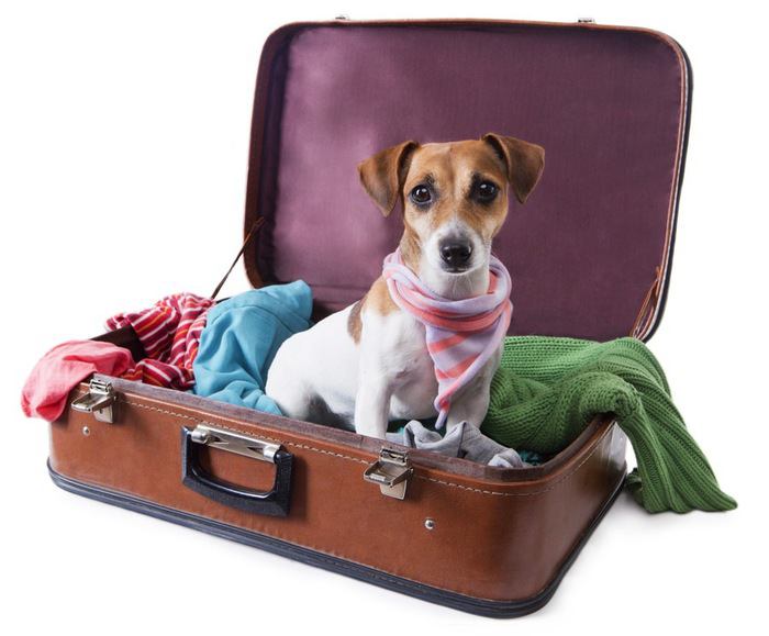 スーツケースに入った犬