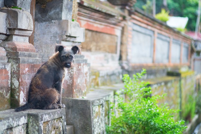 バリ島の寺院の犬