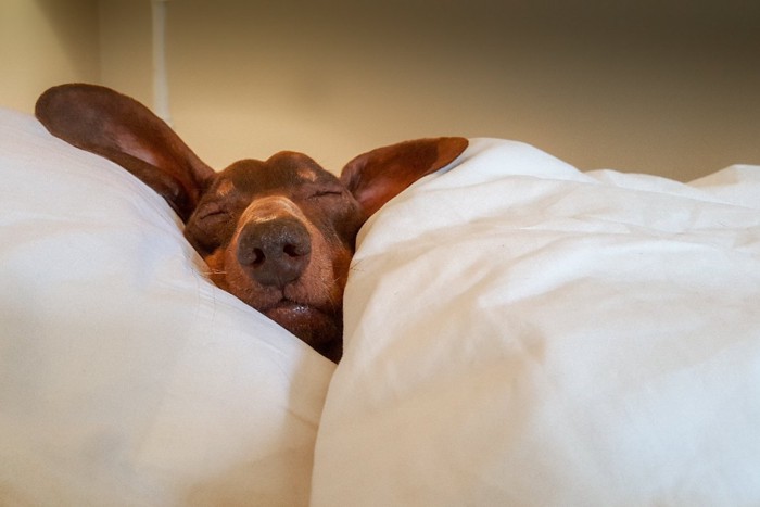 ベッドで熟睡する犬