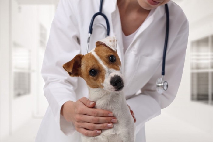 犬の肺炎の検査