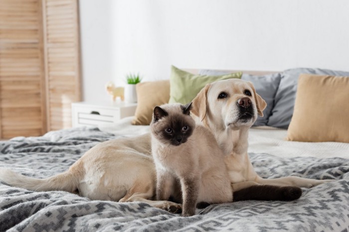 ベッドの上の猫とラブラドール