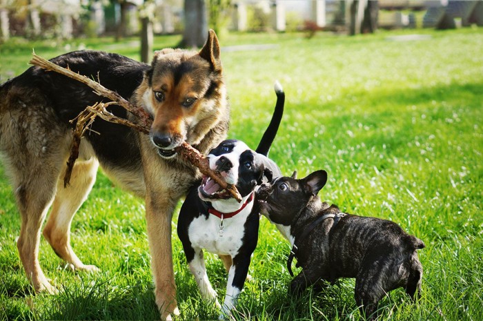 大中小の犬3匹でひとつの枝を噛んで遊んでいる