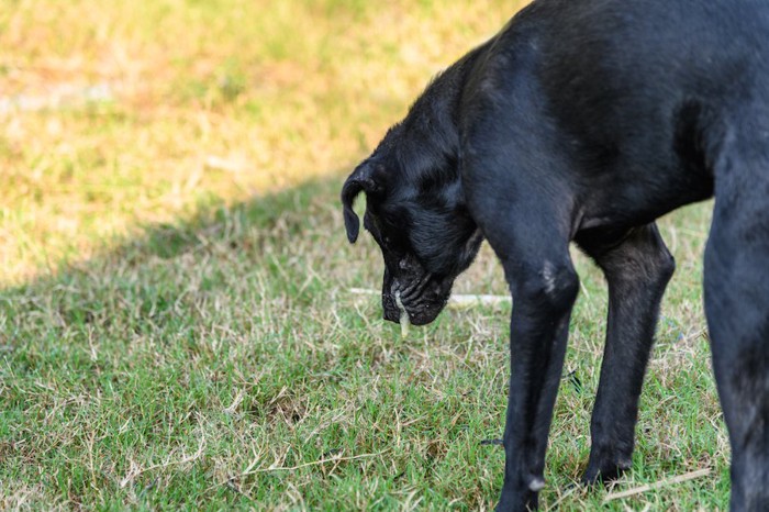 芝生に嘔吐している黒い犬