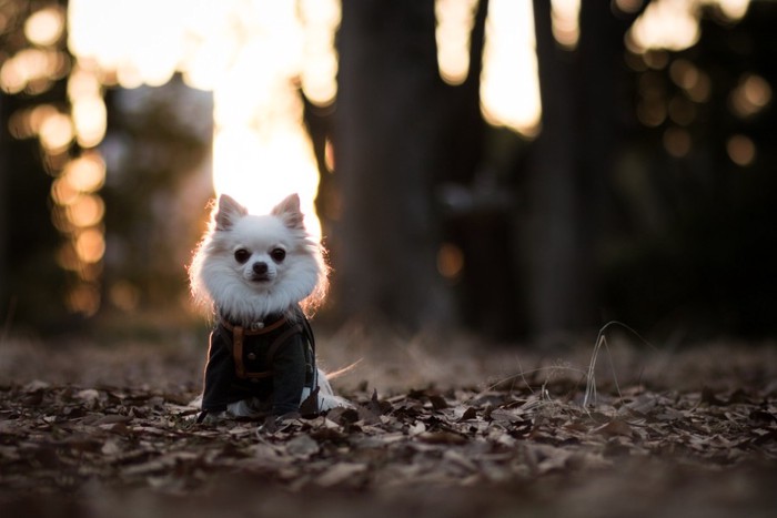 枯葉の上に立つ犬