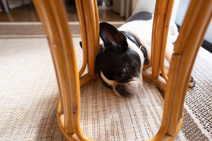 椅子の下に横になる犬