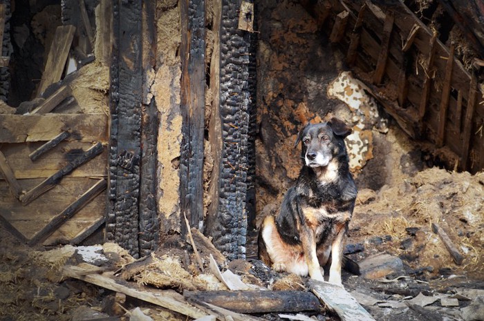 崩れた瓦礫の上に座る犬